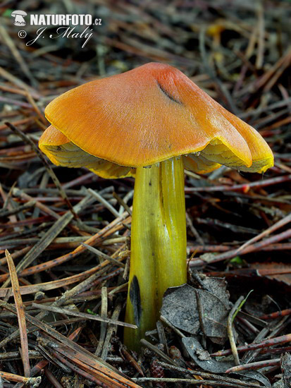 lúčnica kuželovitá (Hygrocybe conica)