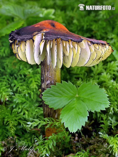 lúčnica kuželovitá (Hygrocybe conica)