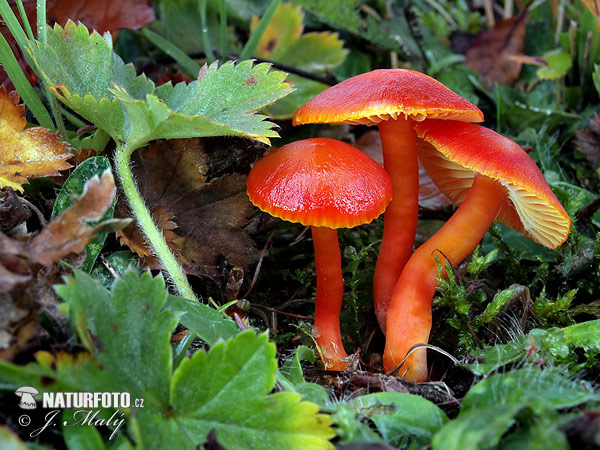 lúčnica šarlátová (Hygrocybe coccinea)