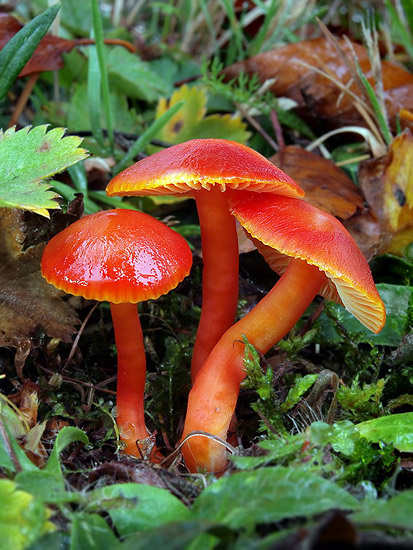 lúčnica šarlátová (Hygrocybe coccinea)