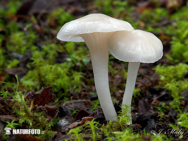 lúčnica snehobiela (Hygrocybe virginea)