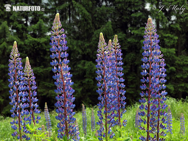 Lupina mnoholistá (Lupinus polyphyllus)