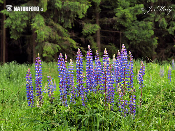 Lupina mnoholistá (Lupinus polyphyllus)