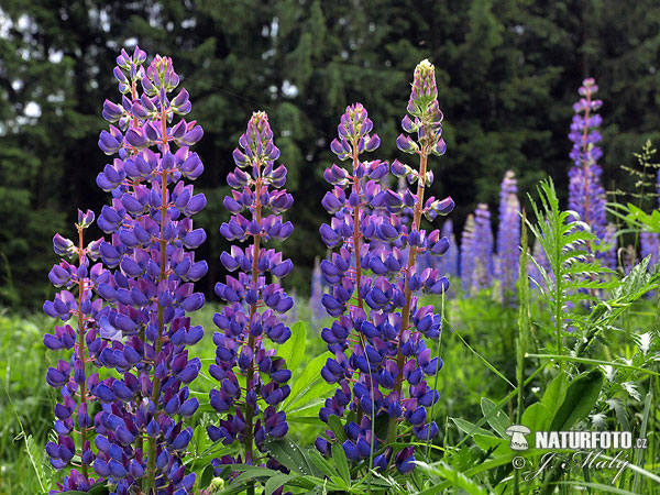 Lupina mnoholistá (Lupinus polyphyllus)