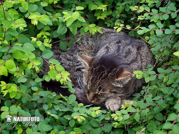 Mačka divá (Felis silvestris)