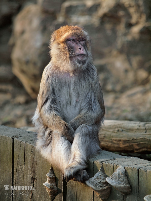 Magot (Macaca sylvanus)