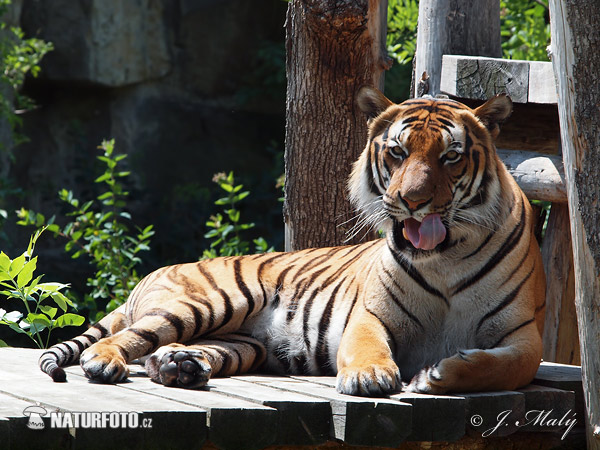 Malajský tiger (Panthera tigris jacksoni)