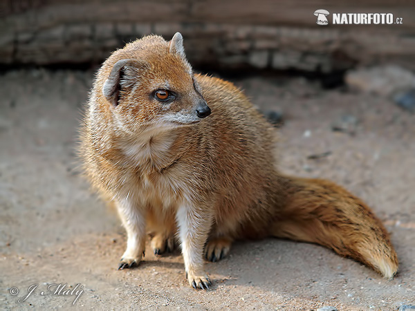 Mangusta líščia (Cynictis penicillata)