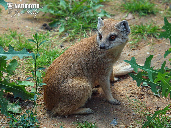 Mangusta líščia (Cynictis penicillata)