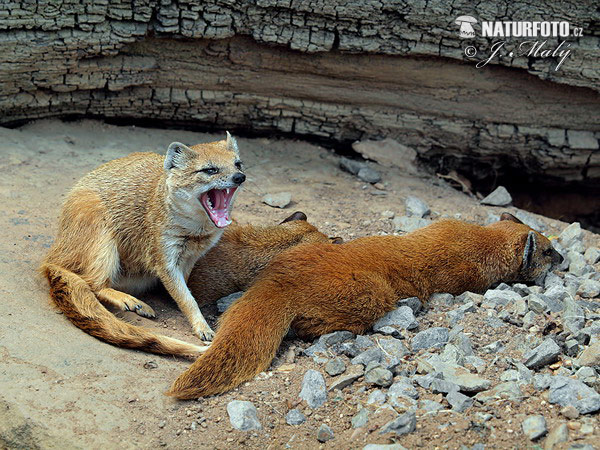 Mangusta líščia (Cynictis penicillata)