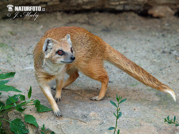 Mangusta líščia (Cynictis penicillata)