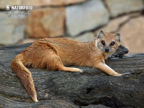 Mangusta líščia (Cynictis penicillata)