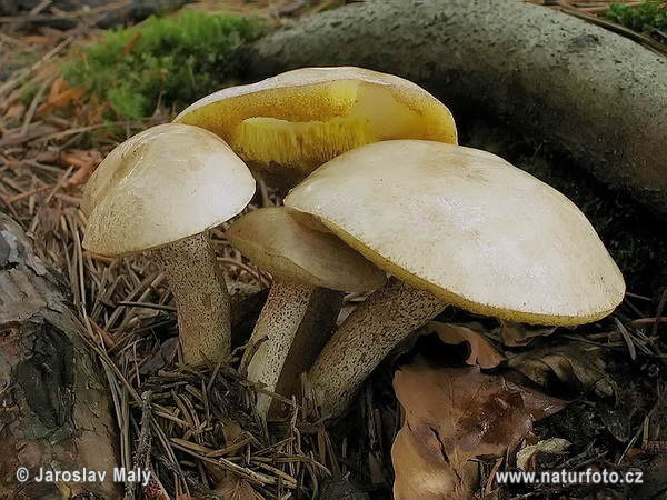 masliak biely (Suillus placidus)