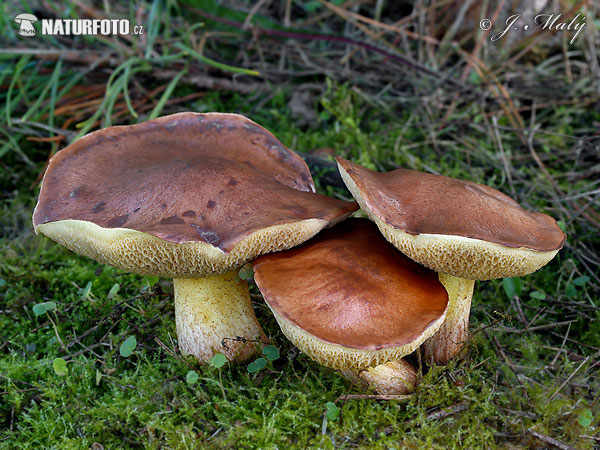 masliak kopcový (Suillus collinitus)