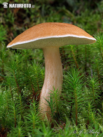 masliak kravský (Suillus bovinus)