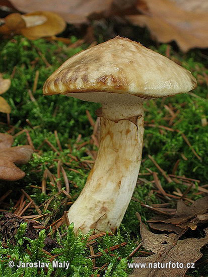 masliak lepkavý (Suillus viscidus)