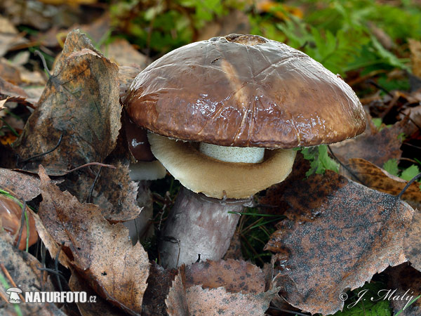 masliak obyčajný (Suillus luteus)