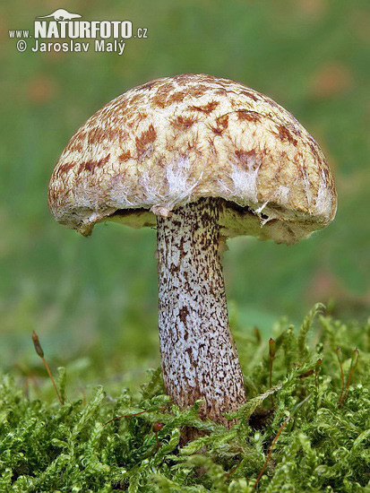 masliak sibírsky (Suillus sibiricus)