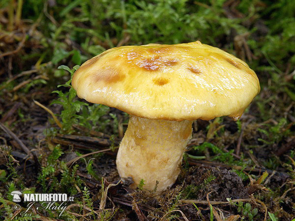 masliak sibírsky (Suillus sibiricus)