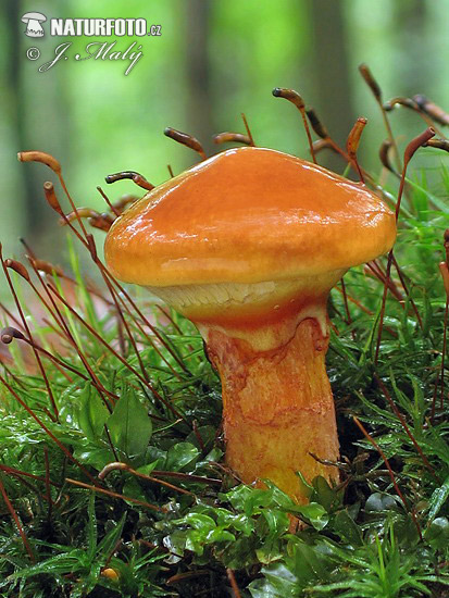 masliak smrekovcový (Suillus grevillei)