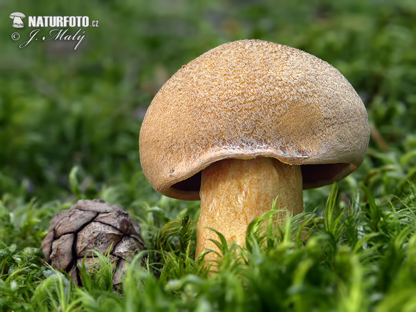 masliak strakatý (Suillus variegatus)