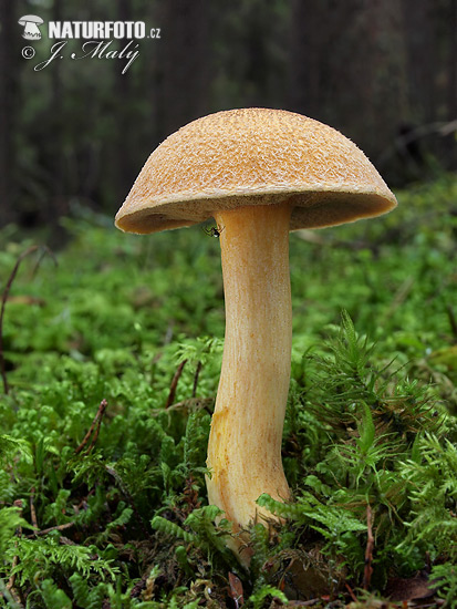 masliak strakatý (Suillus variegatus)