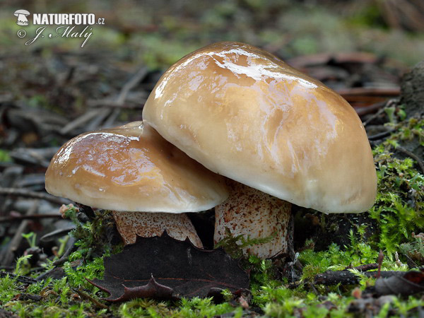 masliak - Suillus bellinii (Suillus bellinii)