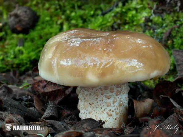 masliak - Suillus bellinii (Suillus bellinii)