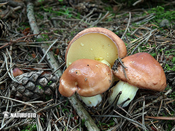 masliak zrnitý (Suillus granulatus)