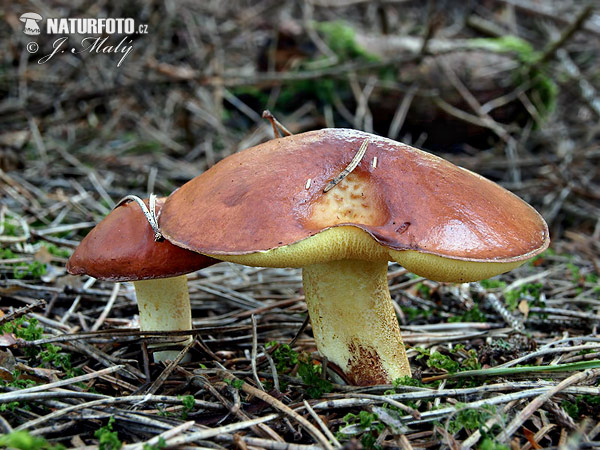 masliak zrnitý (Suillus granulatus)