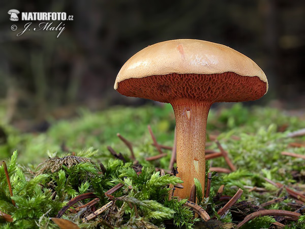 meďovec korenistý (Chalciporus piperatus)