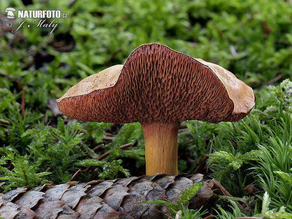 meďovec korenistý (Chalciporus piperatus)