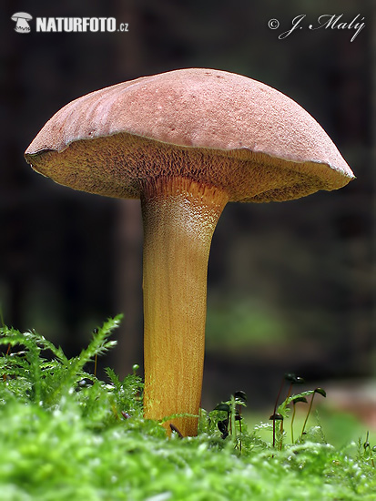 meďovec korenistý (Chalciporus piperatus)