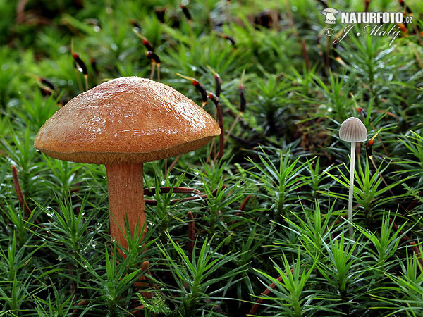 meďovec korenistý (Chalciporus piperatus)