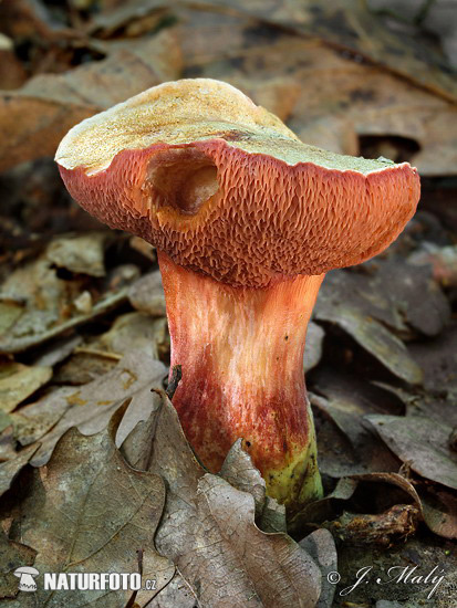 meďovec rubínový (Rubinoboletus rubinus)