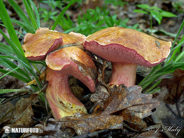 meďovec rubínový (Rubinoboletus rubinus)