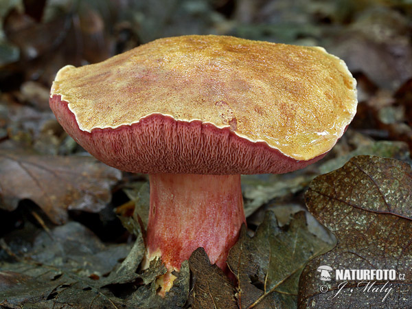 meďovec rubínový (Rubinoboletus rubinus)