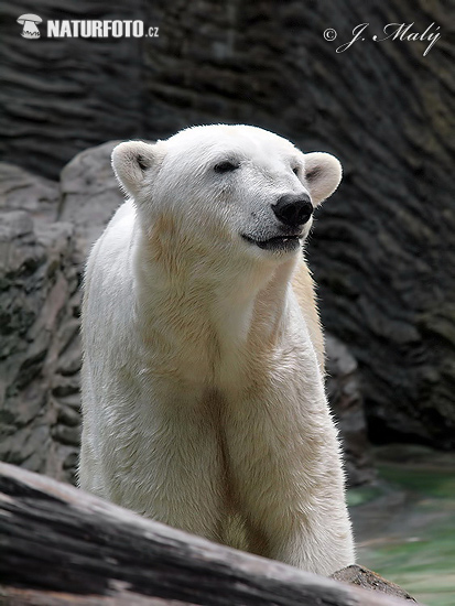Medveď biely (Ursus maritimus)