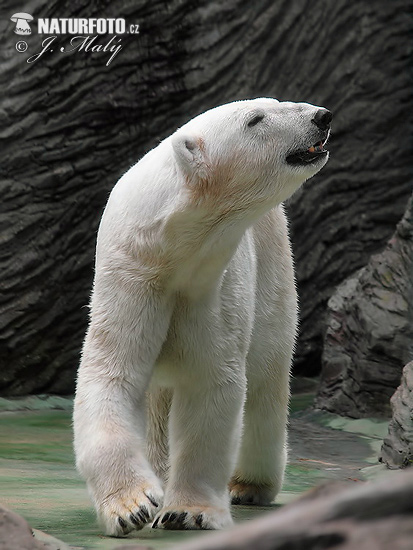 Medveď biely (Ursus maritimus)