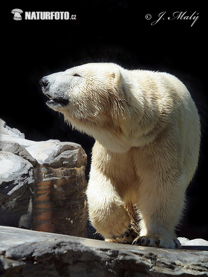 Medveď biely (Ursus maritimus)