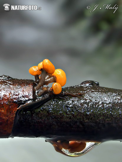 mihavka vodná (Vibrissea truncorum)
