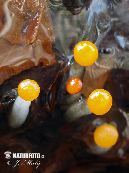 mihavka vodná (Vibrissea truncorum)