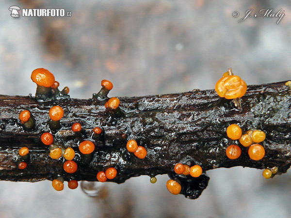 mihavka vodná (Vibrissea truncorum)