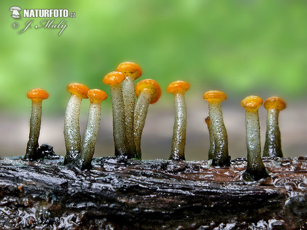 mihavka vodná (Vibrissea truncorum)