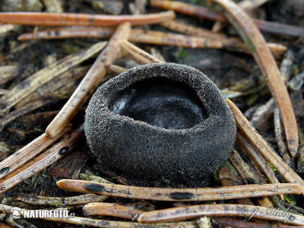 misôčka černastá (Pseudoplectania nigrella)