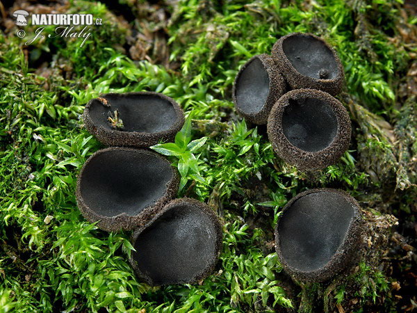 misôčka černastá (Pseudoplectania nigrella)