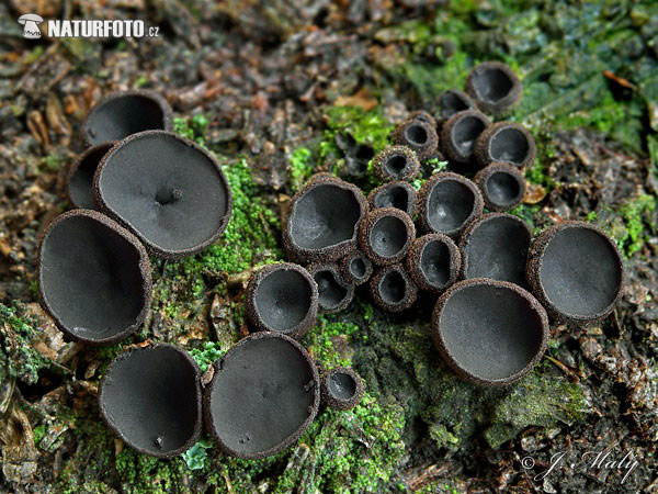 misôčka černastá (Pseudoplectania nigrella)