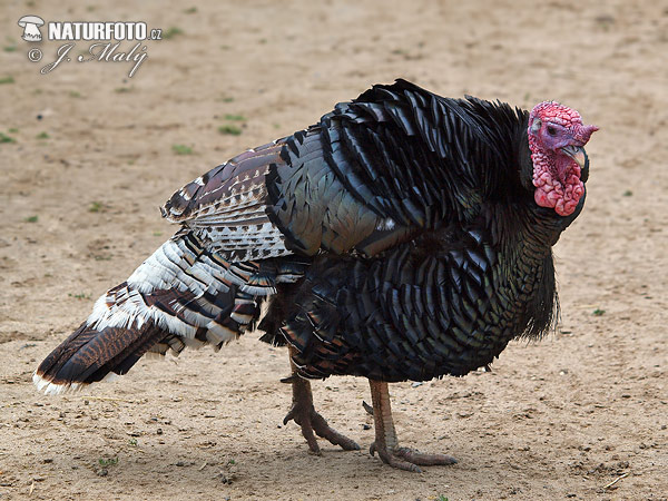 Morka domáca (Meleagris gallopavo f. domestica)