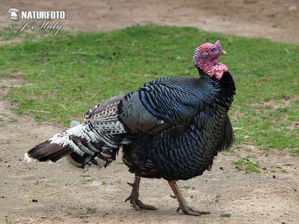 Morka domáca (Meleagris gallopavo f. domestica)