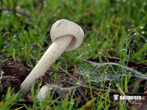 muchotrávka - Amanita torrendii (Amanita torrendii)